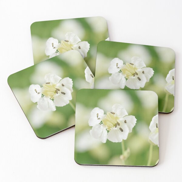 Item preview, Silene maritima  Sea campion   designed and sold by Chris Burrows.