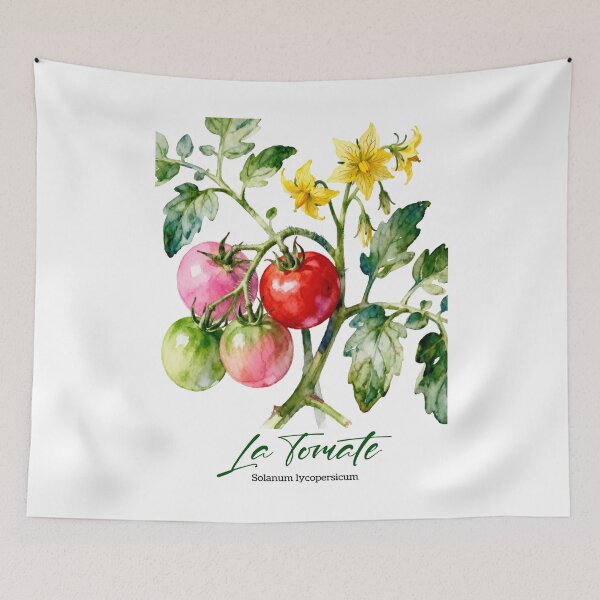 Artikelvorschau, La Tomate (Tomate) – Französische botanische Aquarellkunst für Gärtner und Frankophile entworfen und verkauft von FrancophileFun.