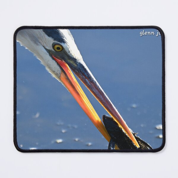 Item preview, Garza azul comiendo pescado designed and sold by Glennphotos.