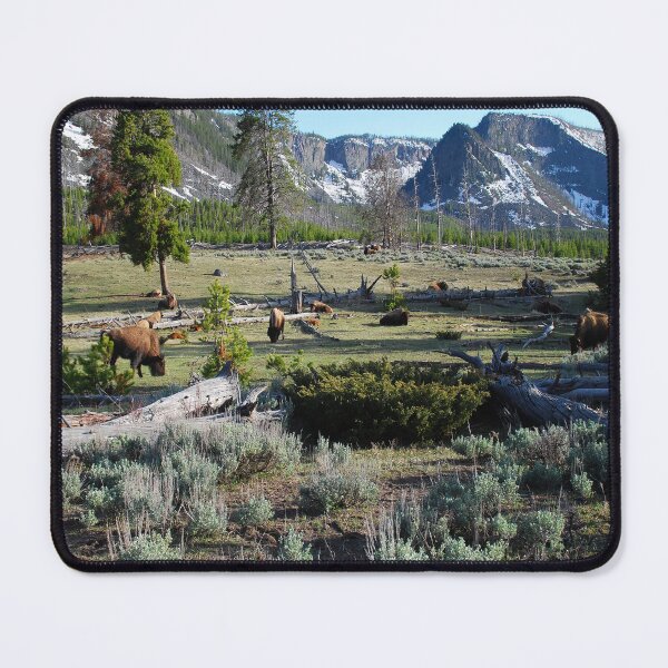 Item preview, Herds of Buffalo gather in Yellowstone wilderness, Wyoming designed and sold by Visual-Minds.