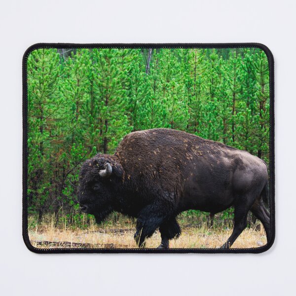 Item preview, A male buffalo walks in Yellowstone wilderness, Wyoming designed and sold by Visual-Minds.
