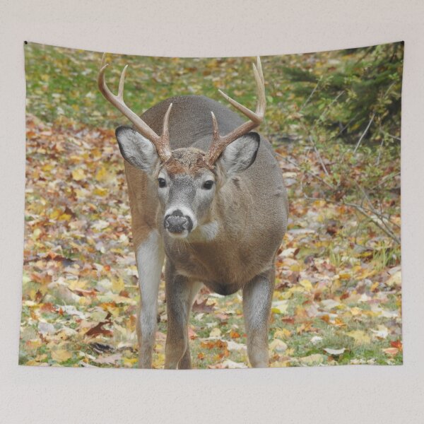 Item preview, Autumn Buck  designed and sold by priesterjen.