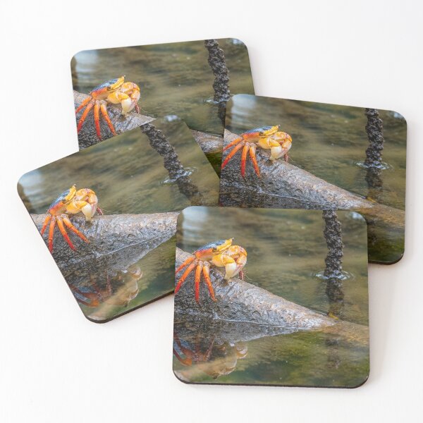 Item preview, Broad-footed Mangrove Crab (Metopograpsus frontalis), Nudgee Beach mangroves, Brisbane. designed and sold by Robert Ashdown.