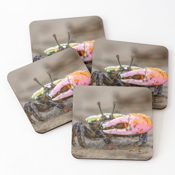 Item preview, Pink-clawed Fiddler Crab (Tubuca polita), Nudgee Beach mangroves, Brisbane. designed and sold by Robert Ashdown.