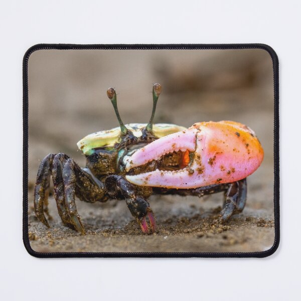 Item preview, Pink-clawed Fiddler Crab (Tubuca polita), Nudgee Beach mangroves, Brisbane. designed and sold by Robert Ashdown.