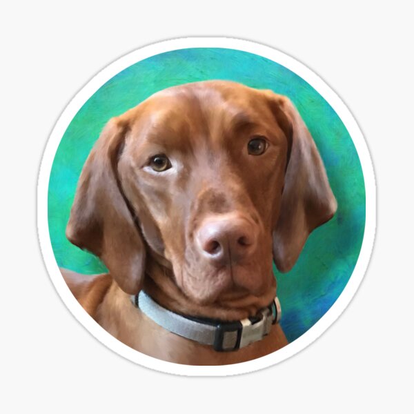 Vizsla Dog Portrait Sticker