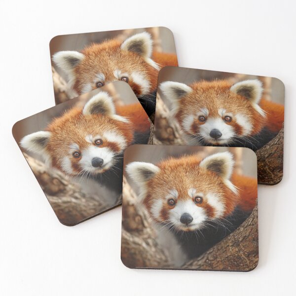 Item preview, Red Panda Among Tree Branches designed and sold by Savannah Gibbs.