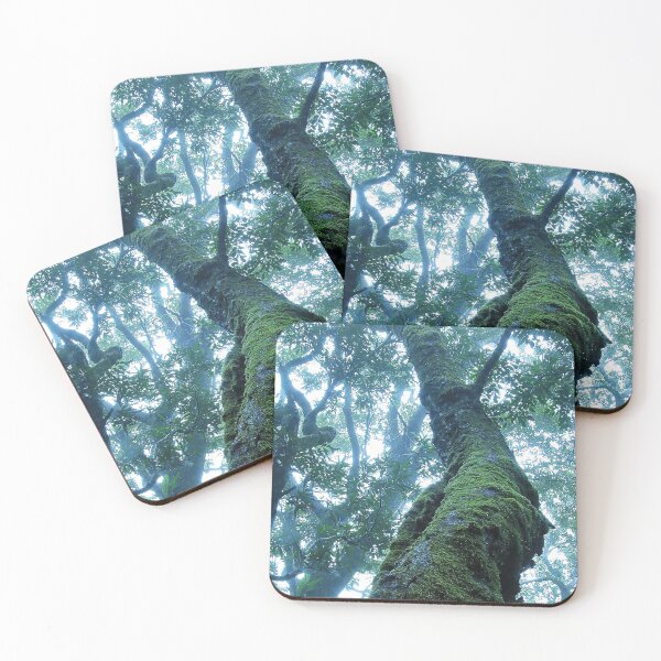 Item preview, Australian Moments – Misty Antarctic Beech at Binna Burra designed and sold by Michael van der Hoorn.