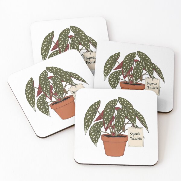 Item preview, Begonia Maculata Potted Polka Dot Houseplant designed and sold by k3rstman1.