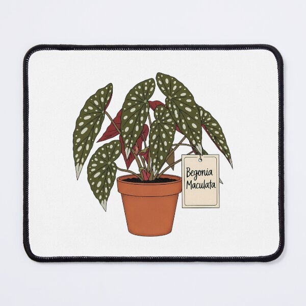 Item preview, Begonia Maculata Potted Polka Dot Houseplant designed and sold by k3rstman1.