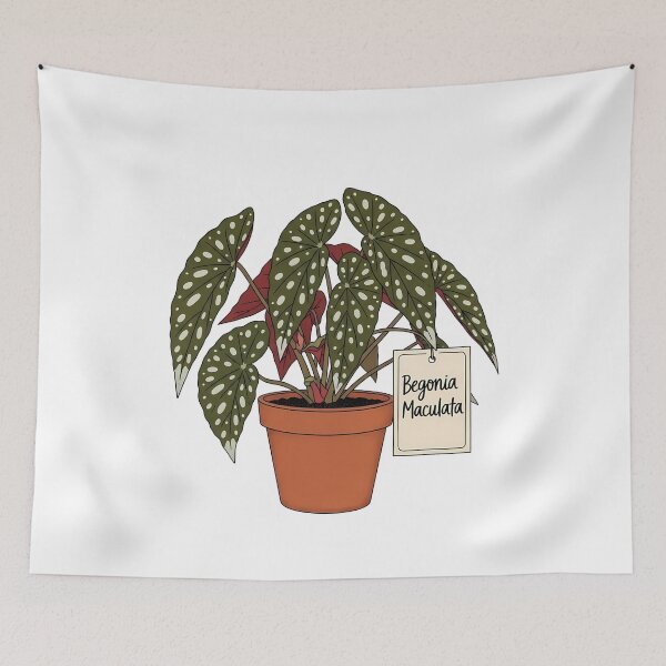 Item preview, Begonia Maculata Potted Polka Dot Houseplant designed and sold by k3rstman1.