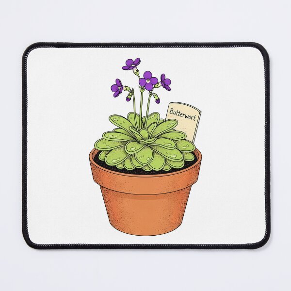 Item preview, Potted Butterwort Carnivorous Plant Botanical Illustration designed and sold by k3rstman1.