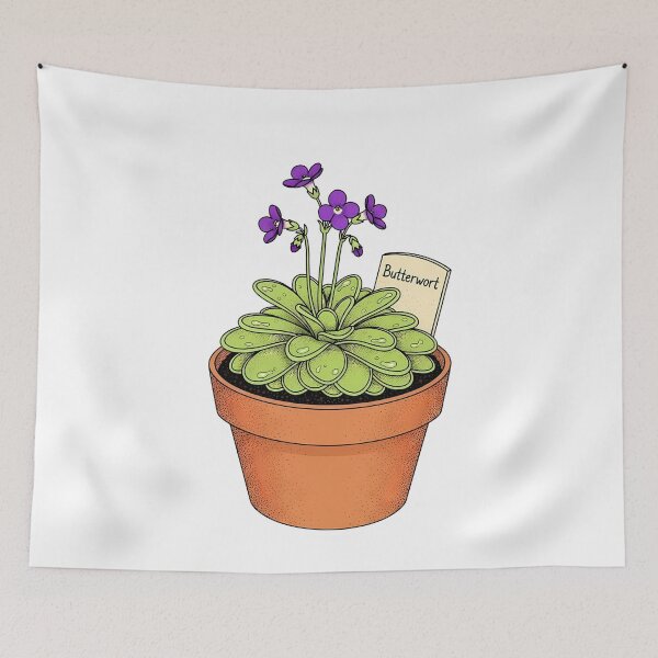 Item preview, Potted Butterwort Carnivorous Plant Botanical Illustration designed and sold by k3rstman1.