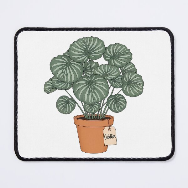 Item preview, Potted Calathea Plant Botanical Houseplant Decor designed and sold by k3rstman1.