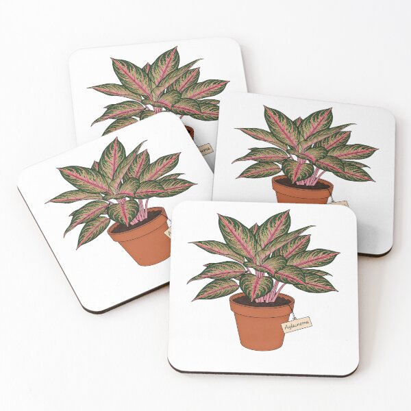Item preview, Beautiful Aglaonema Chinese Evergreen Houseplant designed and sold by k3rstman1.
