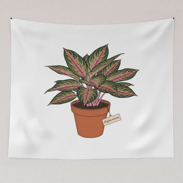 Item preview, Beautiful Aglaonema Chinese Evergreen Houseplant designed and sold by k3rstman1.