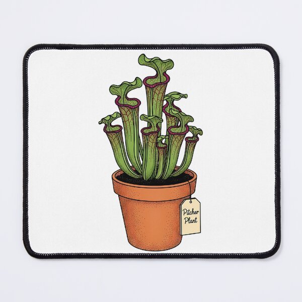 Item preview, Vintage Pitcher Plant Botanical Houseplant Illustration designed and sold by k3rstman1.