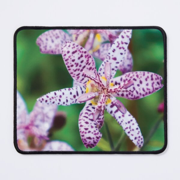 Item preview, Japanese Toad Lily designed and sold by Maddy the Maker.