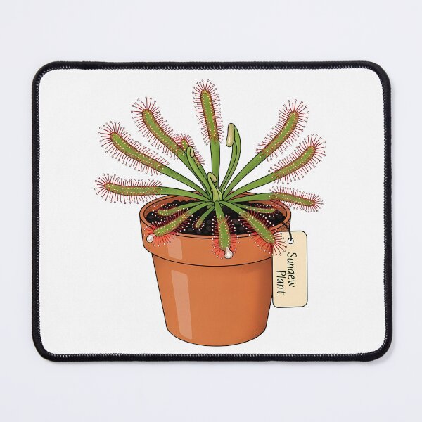 Item preview, Cute Potted Sundew Carnivorous Plant designed and sold by k3rstman1.