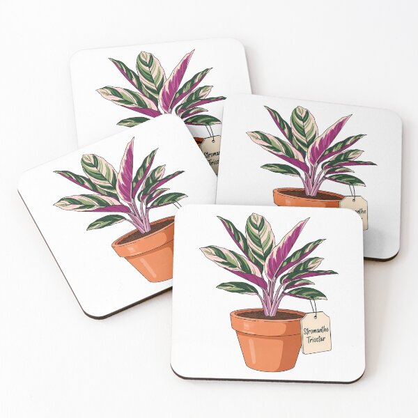 Item preview, Stromanthe Triostar Plant Houseplant Botanical Illustration designed and sold by k3rstman1.