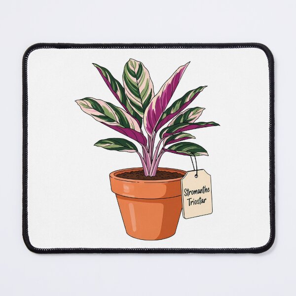 Item preview, Stromanthe Triostar Plant Houseplant Botanical Illustration designed and sold by k3rstman1.