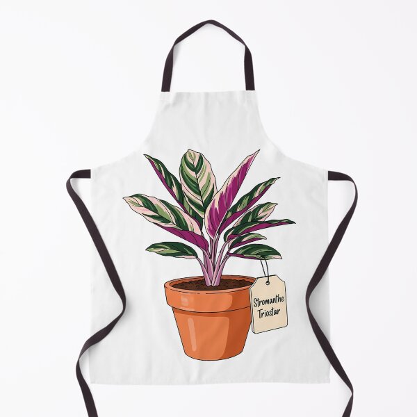 Item preview, Stromanthe Triostar Plant Houseplant Botanical Illustration designed and sold by k3rstman1.