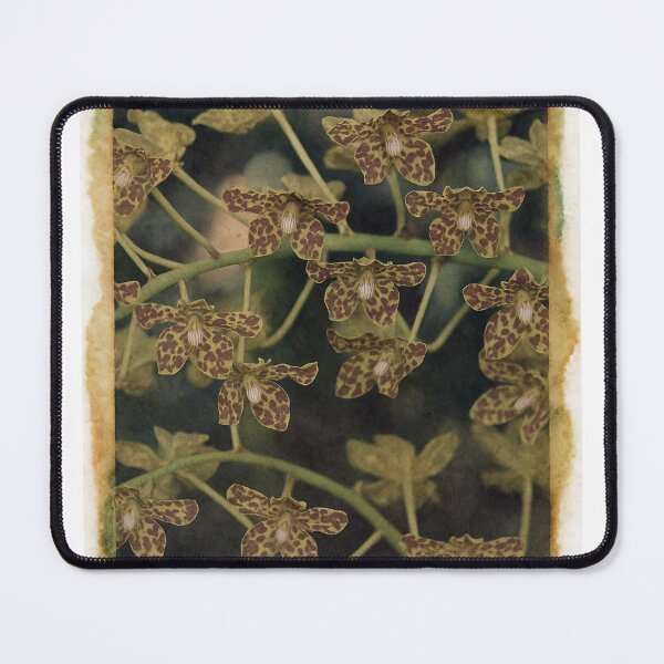 Item preview, Orchids  Transfer designed and sold by Tridentulus.