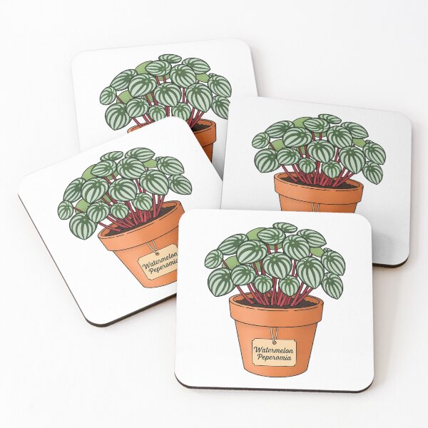 Item preview, Cute Watermelon Peperomia Potted Houseplant designed and sold by k3rstman1.