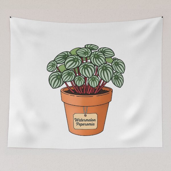 Item preview, Cute Watermelon Peperomia Potted Houseplant designed and sold by k3rstman1.