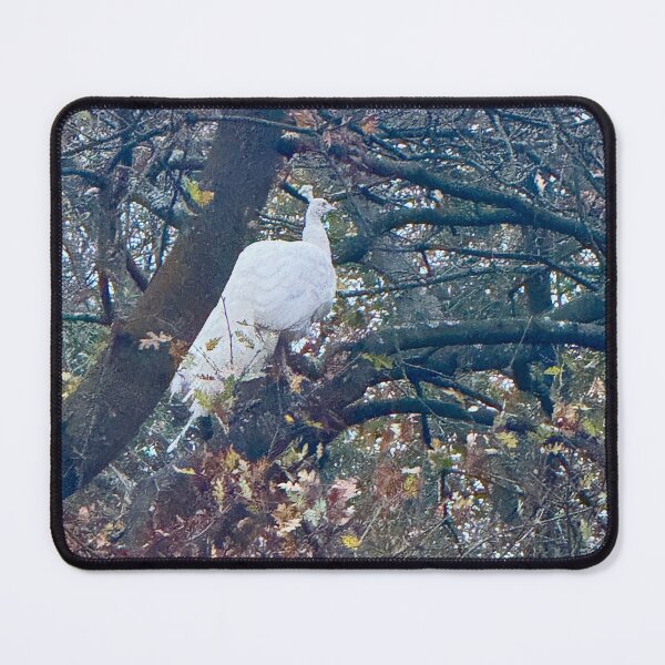 Item preview, White Peacock in Autumnal London. Holland Park designed and sold by The Running London Photographer.
