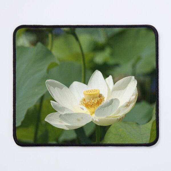 Item preview, White Lotus Flower in Full Bloom designed and sold by CPhotographs.