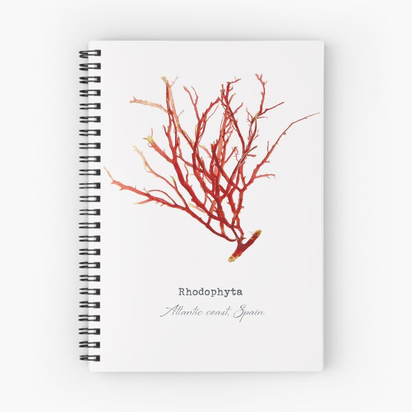 Item preview, Rhodophyta or red seaweed print designed and sold by Algaretum.
