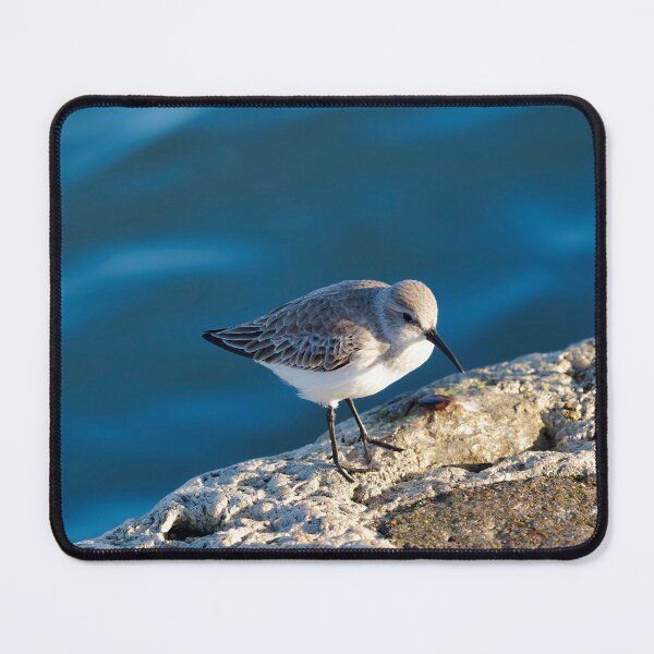 Item preview, Dunlin in Winter Plumage Dorset England designed and sold by Dorset Girl.