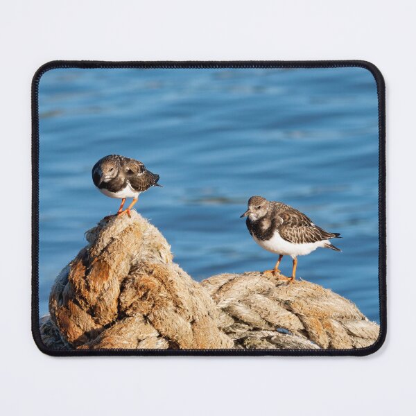 Item preview, Turnstones at Lyme Regis Harbour Dorset England designed and sold by Dorset Girl.