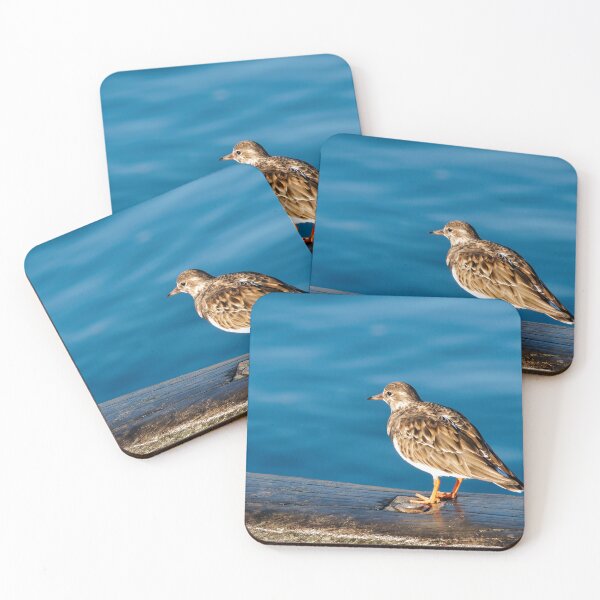 Item preview, Turnstones at Lyme Regis Harbour Dorset England designed and sold by Dorset Girl.