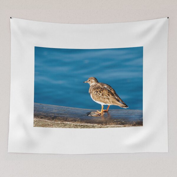 Item preview, Turnstones at Lyme Regis Harbour Dorset England designed and sold by Dorset Girl.