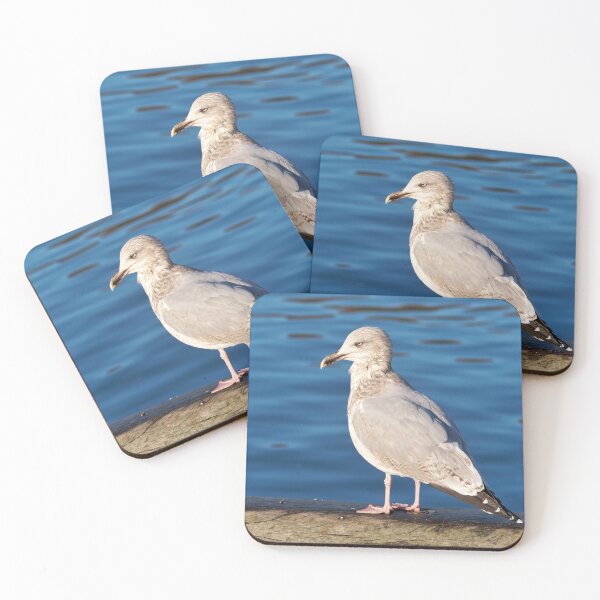 Item preview, Herring Gull against Calm Blue Harbour Waters designed and sold by Dorset Girl.