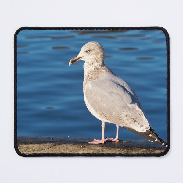 Item preview, Herring Gull against Calm Blue Harbour Waters designed and sold by Dorset Girl.