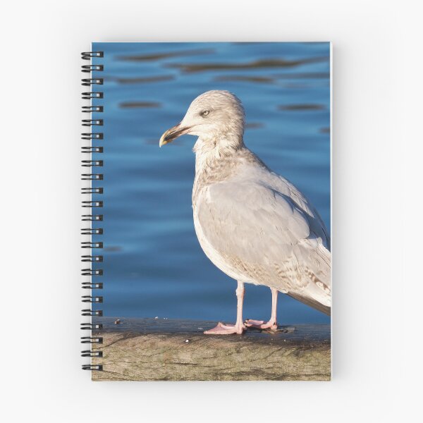 Item preview, Herring Gull against Calm Blue Harbour Waters designed and sold by Dorset Girl.