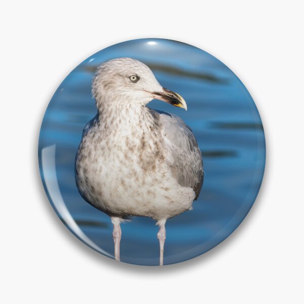 Item preview, Herring Gull against Calm Blue Harbour Waters designed and sold by Dorset Girl.