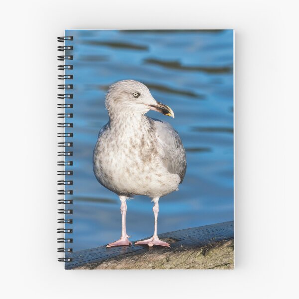 Item preview, Herring Gull against Calm Blue Harbour Waters designed and sold by Dorset Girl.