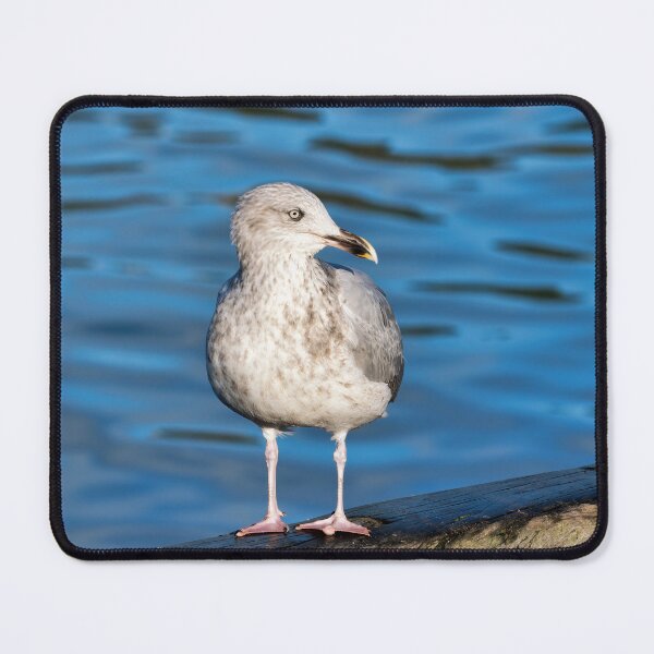Item preview, Herring Gull against Calm Blue Harbour Waters designed and sold by Dorset Girl.
