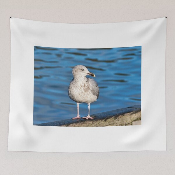 Item preview, Herring Gull against Calm Blue Harbour Waters designed and sold by Dorset Girl.
