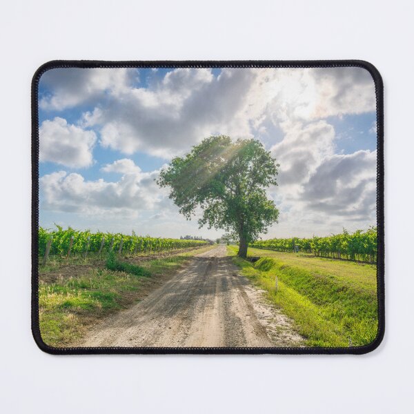 Item preview, Solitary Oak Tree Stands Guard Over Bolgheri's Super Tuscan Vineyards designed and sold by Stefano Orazzini.