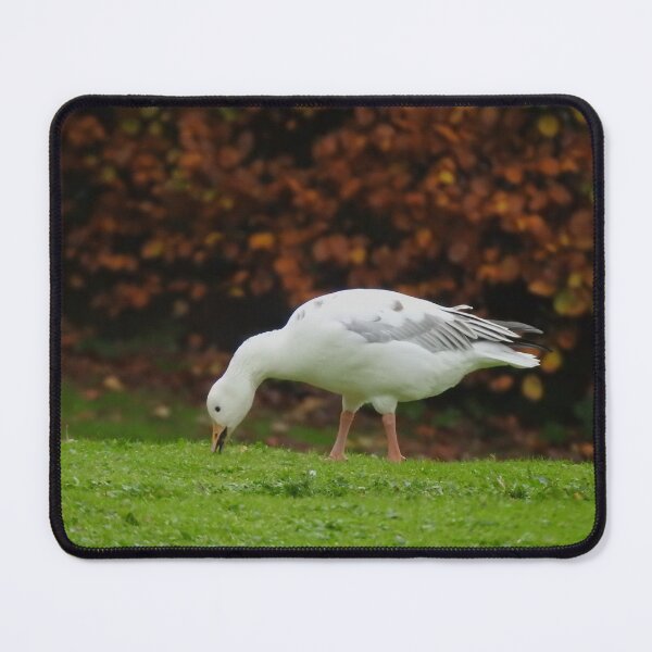 Item preview, Snow Goose against russet leaves designed and sold by TwistedClassics.