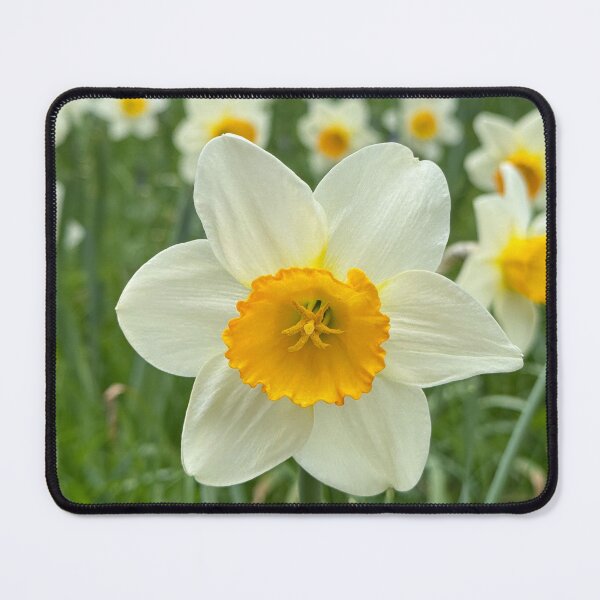 Item preview, Daffodils designed and sold by WildHorizonArt.