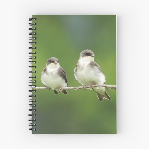 Item preview, Wild Bird, juvenile tree swallows, wildlife gifts designed and sold by Sandra O'Toole.