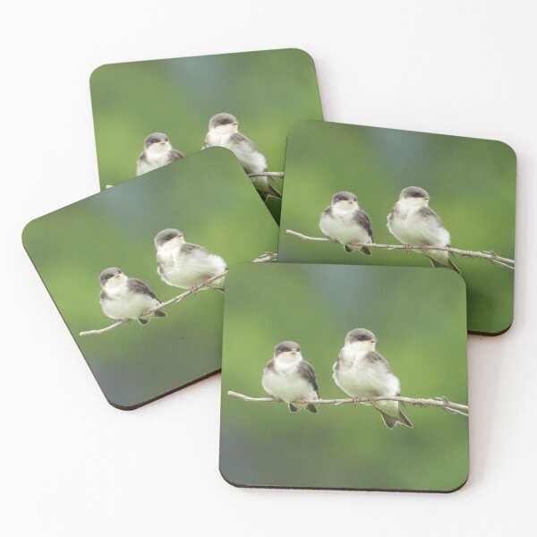 Item preview, Wild Bird, juvenile tree swallows, wildlife gifts designed and sold by Sandra O'Toole.