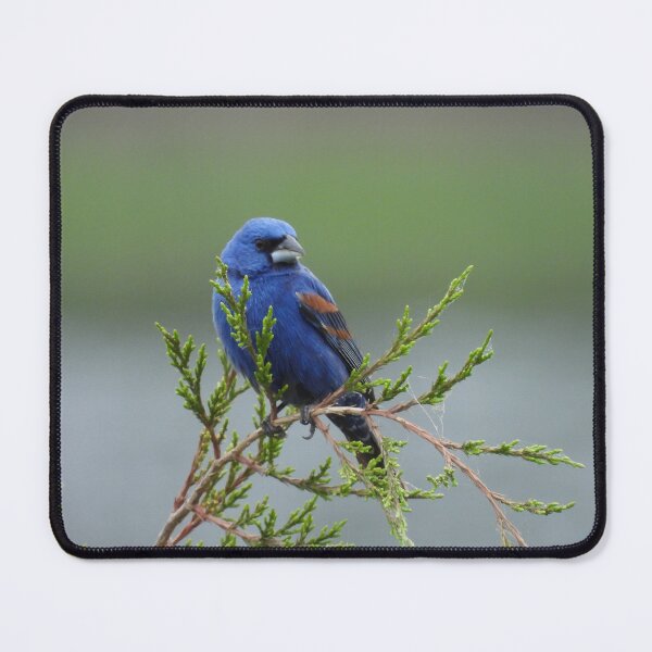 Item preview, Wild Bird, Blue Grosbeak, wildlife gifts designed and sold by Sandra O'Toole.