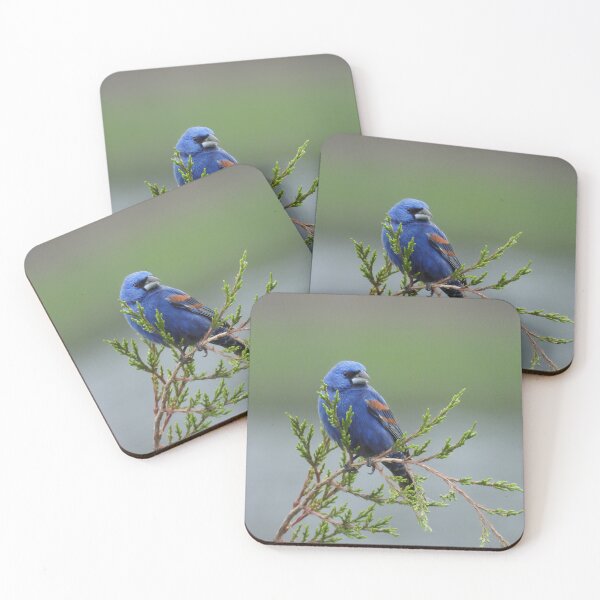 Item preview, Wild Bird, Blue Grosbeak, wildlife gifts designed and sold by Sandra O'Toole.